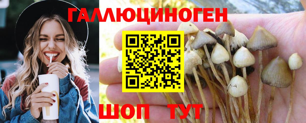 Псилоцибиновые грибы Psilocybine cubensis Бор