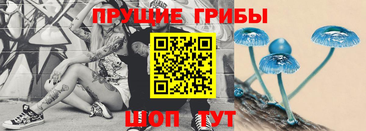 Бор  Псилоцибиновые грибы Psilocybe  Вход с VPN 